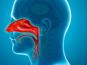 Nasal dilator for deviated septum